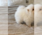 Small #6 Pomeranian