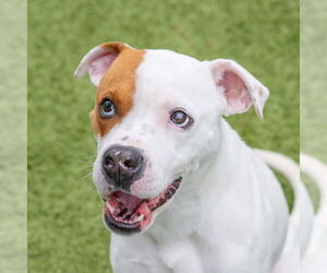 Boxer-Unknown Mix Dogs for adoption in Hilton Head, SC, USA