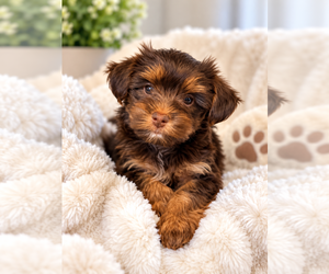 Yorkshire Terrier Puppy for sale in CLIFTON, NJ, USA