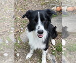Small #1 Border Collie Mix
