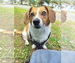 Small Photo #9 Cheagle Puppy For Sale in Sanford, FL, USA