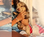 Puppy Choco Miniature American Shepherd-Poodle (Toy) Mix