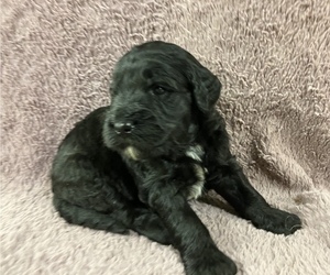 Labradoodle Puppy for sale in CHETEK, WI, USA