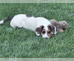 Small #7 Bagle Hound