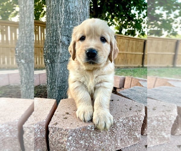 Medium Photo #6 English Cream Golden Retriever Puppy For Sale in SAN ANTONIO, TX, USA