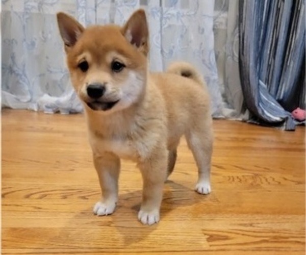 Medium Photo #15 Shiba Inu Puppy For Sale in CARPENTERSVILLE, IL, USA