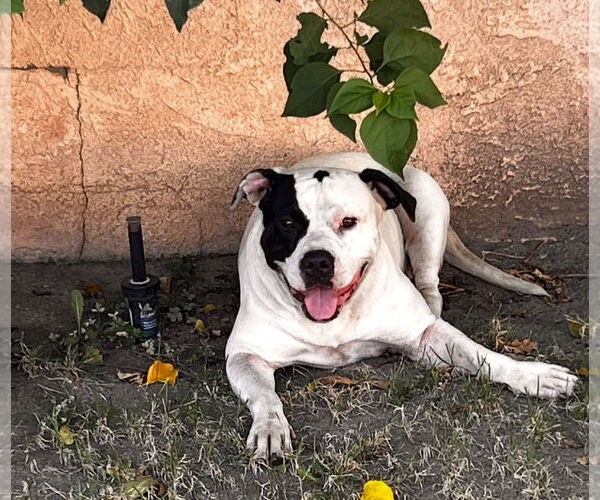 Medium Photo #2 Boxer-Unknown Mix Puppy For Sale in San Bernardino , CA, USA