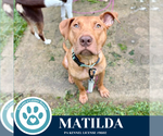 Small #1 American Pit Bull Terrier Mix