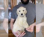 Small #3 Goldendoodle