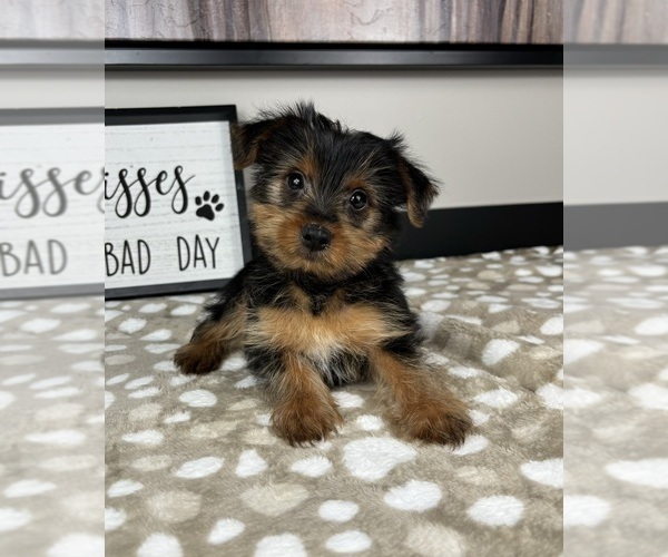 Medium Photo #4 Yorkshire Terrier Puppy For Sale in INDIANAPOLIS, IN, USA