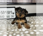 Small #3 Yorkshire Terrier