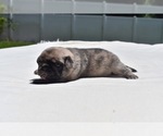 Small #3 Pug