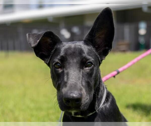 Medium Photo #2 Shepradors Puppy For Sale in Houston, TX, USA