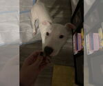 Small Mutt