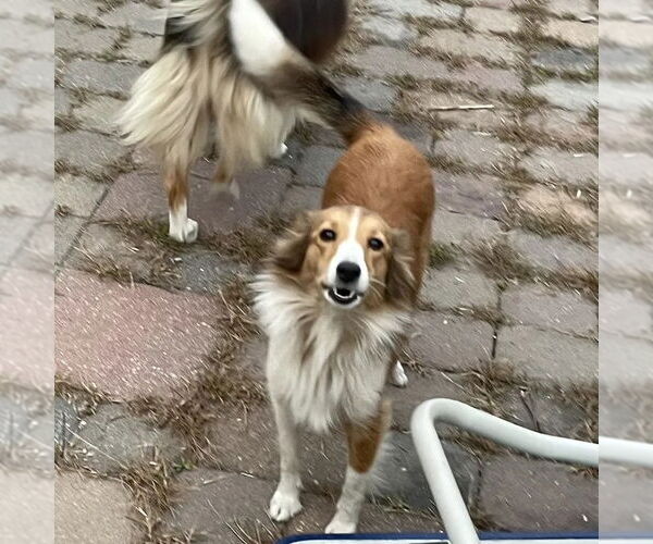 Medium Photo #2 Mutt Puppy For Sale in Dublin, OH, USA