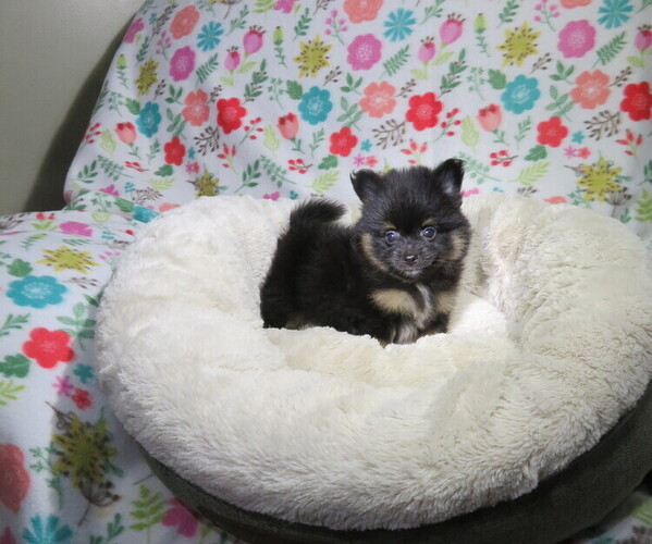 Medium Photo #2 Pomeranian Puppy For Sale in COOKEVILLE, TN, USA