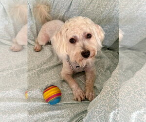 Joseph - Male Maltipoo (Miniature) Dog for Adoption - Photo #2