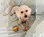 Small Photo #2 Maltipoo (Miniature) Puppy For Sale in Corona, CA, USA