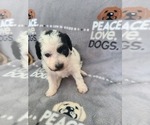 Small Photo #2 Maltipoo-Poodle (Toy) Mix Puppy For Sale in GRANDVILLE, MI, USA