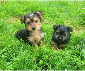 Morkie Puppy for sale in NOVI, MI, USA