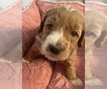 Small Photo #29 Goldendoodle (Miniature) Puppy For Sale in LOVES PARK, IL, USA