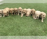 Small Photo #8 Golden Retriever Puppy For Sale in GRANITE BAY, CA, USA