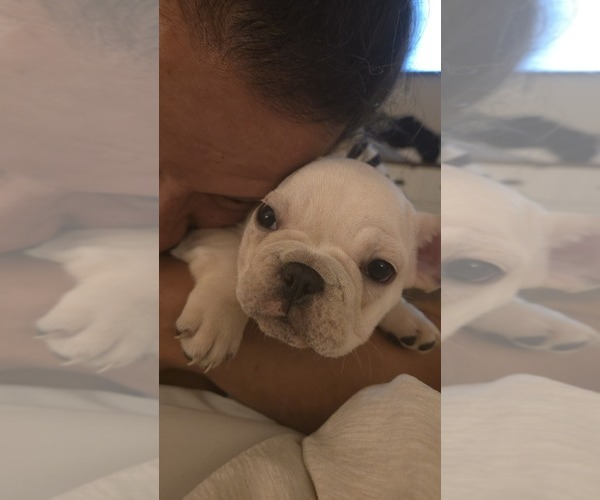 Medium Photo #2 French Bulldog Puppy For Sale in SARASOTA, FL, USA