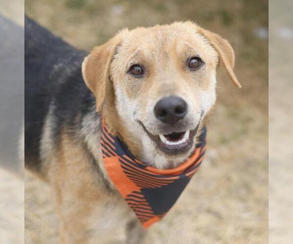 Medium Photo #1 Mutt Puppy For Sale in San Antonio, TX, USA