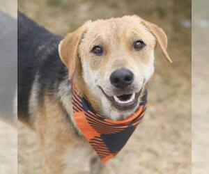 Mutt Dogs for adoption in San Antonio, TX, USA