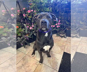 Staffordshire Bull Terrier Dogs for adoption in Leavenworth, KS, USA