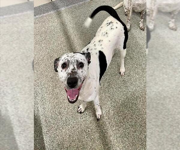 Medium Photo #2 Dalmatian-Unknown Mix Puppy For Sale in Pasadena, TX, USA