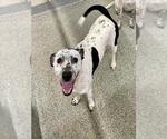 Small #1 Dalmatian Mix