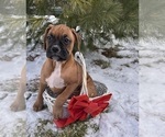 Small Photo #2 Boxer Puppy For Sale in MIDDLEBURY, IN, USA