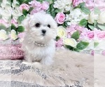 Small Photo #47 Maltese Puppy For Sale in HAYWARD, CA, USA