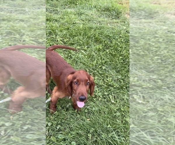 Medium Photo #12 Irish Setter Puppy For Sale in ONEONTA, NY, USA