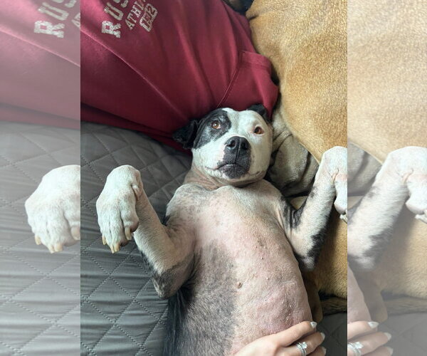 Medium Photo #5 American Pit Bull Terrier-Unknown Mix Puppy For Sale in Germantown, OH, USA