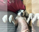 Small #4 American Pit Bull Terrier Mix