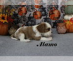 Small #11 Cavalier King Charles Spaniel