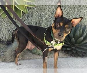 Mutt Dogs for adoption in Redwood City, CA, USA