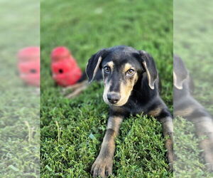 Medium Coonhound-Golden Retriever Mix