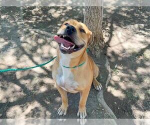 Medium American Pit Bull Terrier-Labrador Retriever Mix
