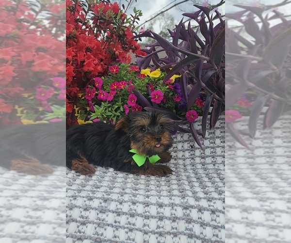 Medium Photo #2 Yorkshire Terrier Puppy For Sale in INDIANAPOLIS, IN, USA