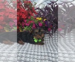 Small #1 Yorkshire Terrier