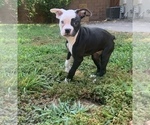 Small Photo #3 American Bulldog Puppy For Sale in CHATSWORTH, CA, USA