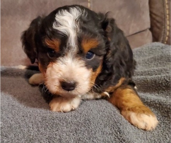 Medium Photo #7 Bernedoodle (Miniature) Puppy For Sale in LEETONIA, OH, USA
