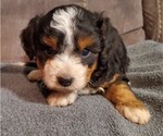 Small #6 Bernedoodle (Miniature)