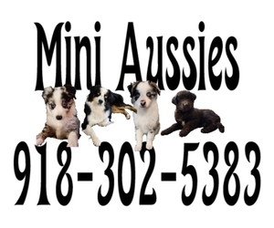 Miniature Australian Shepherd Puppy for Sale in HONOBIA, Oklahoma USA