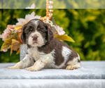Puppy Scarlett Cocker Spaniel