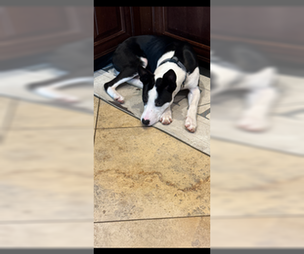 Medium Photo #1 Mutt Puppy For Sale in Jackson Township, NJ, USA