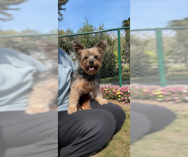 Medium Photo #3 Mutt Puppy For Sale in Weston, FL, USA